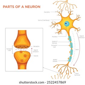 A neuron consists of a cell body (soma), dendrites, axon, myelin sheath, axon terminals, and synapse, enabling communication within the nervous system.