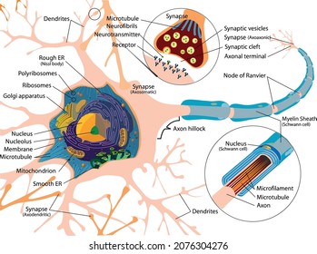 Neuron detailed anatomy drawings. Neuron types, myelin sheath formation, organelles of neuron body and synapse. Nerve Cell Biology