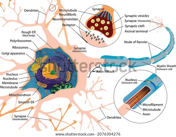 Neuron Detailed Anatomy Drawings Neuron Types Stock Vector (Royalty ...