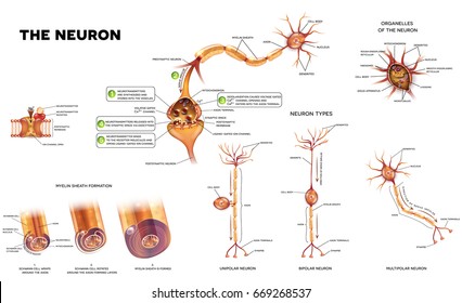 Neuron detailed anatomy illustrations. Neuron types, myelin sheath formation, organelles of the neuron body and synapse.