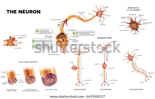 Neuron detailed anatomy illustrations. Neuron\
types, myelin sheath formation, organelles of the neuron body and\
synapse.