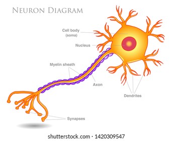 Neuron diagram. Yellow  neurons  structure. Main components, synapses, nucleus, axon, myelin sheath, cell body.  Simple expression. nervous cell anatomy. White background. Drawing illustration. Vector svg