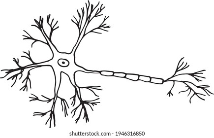 Neuron Hand Drawn Vector Doodle Illustration. Cartoon Element. Isolated On White Background. Hand Drawn Simple Element