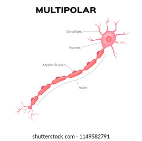 Neuron multipolar anatomy vector . infographic