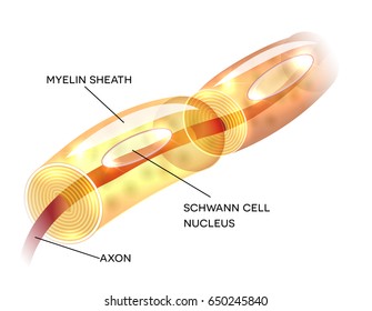 Neuron, nerve cell axon and myelin sheath substance that surrounds the axon detailed anatomy illustration