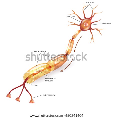 Image result for royalty free images of axon