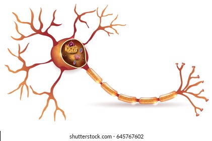 Neuron, nerve cell detailed anatomy cross section illustration with organelles