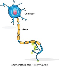 Neuron Or Nerve Cell Labelled Structure Illustration In White Background.