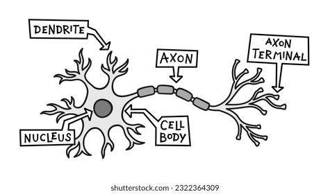 Neuron: nerve cell structure illustration showing nucleus, cell body, dendrites, and axon terminals svg