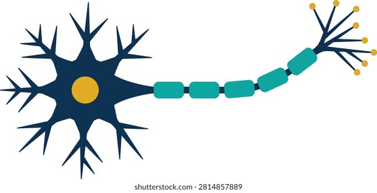 Neuron nerve cell structure illustration with dendrites neurology scientific electrical structure signaling healthcare education research physiology biomedical illustration clinical