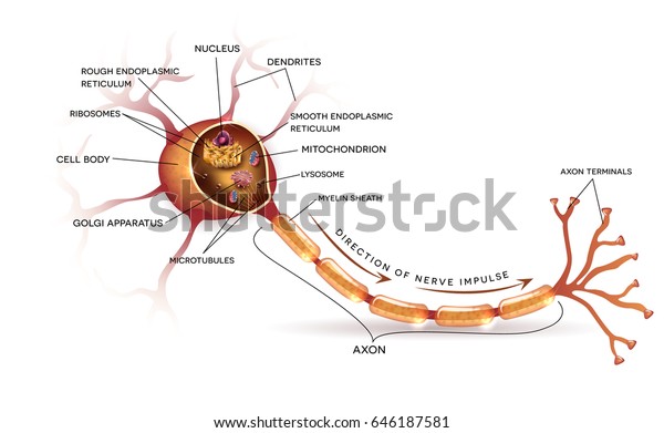 Neuron Nerve Cell That Main Part Stock Vector (Royalty Free) 646187581