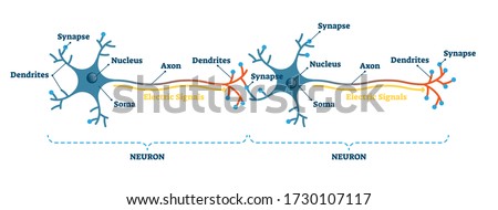 Neuron network example diagram, vector illustration. Synapses, soma, axon and dendrites closeup scheme. Nervous system electric signal communication structure. Neurology science study information.