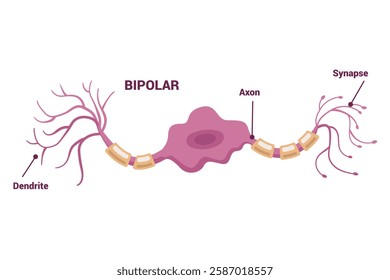 Neuron network and Type of Neurons An Informative Visual Guide for Everyone