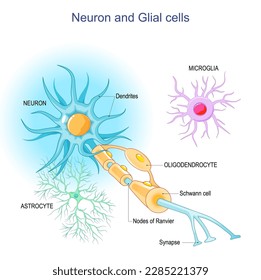 Neuron and Neuroglia. Structure of a neuron: dendrites, synapses, axon, myelin sheath, nodes of Ranvier, and Schwann cells. supportive glial cells: astrocytes, oligodendrocytes, microglia. Vector 