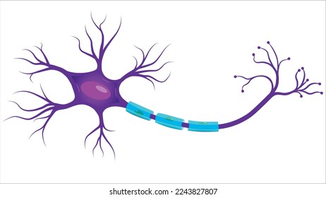 Neuron, Neurone, or Nerve Cell - Anatomy and Histology nerve cell - Axon, Schwann Cell, Dendrite, Synapse - Vector Illustration