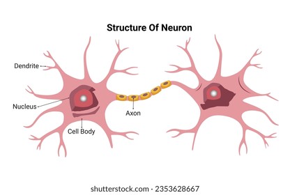 Neuron Stractur Vector Design Illustration