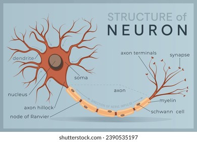 Neuron. Structure and Anatomy of a Nerve Cell. The Basic Unit of Communication in the Nervous System. Isolated Vector Illustration