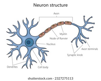 Neuron structure brain cell diagram schematic vector illustration. Medical science educational illustration