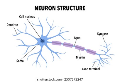 Neuron structure concept. Description of the anatomy of the neuron of the brain. Illustration of the structure of a neuron in flat design.