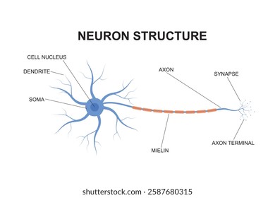 Neuron structure concept. Description of the anatomy of the neuron of the brain. Illustration of the structure of a neuron in flat design.