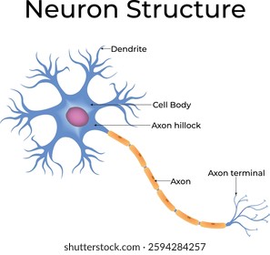 Neuron Structure Diagram Design Vector Illustration