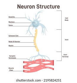 Neuron structure. Nerve cell, main part of the human nervous system. Cross section anatomy, cell body, axon and axon terminal. Flat vector illustration svg