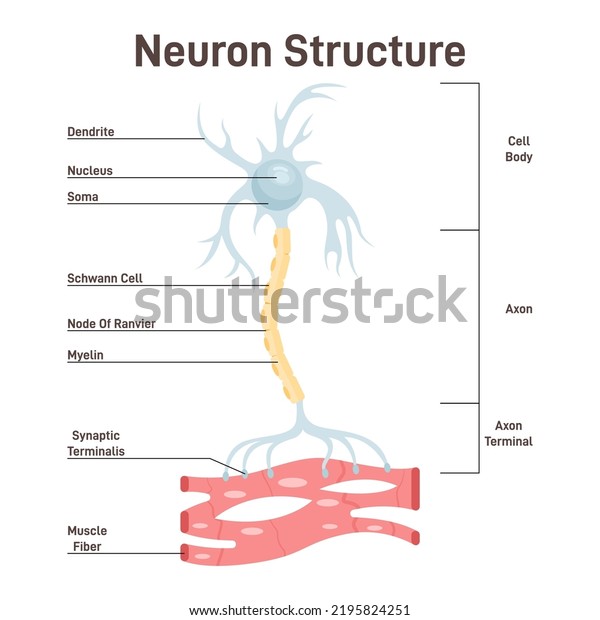 Neuron structure. Nerve cell, main part of\
the human nervous system. Cross section anatomy, cell body, axon\
and axon terminal. Flat vector\
illustration