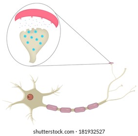 Neuron and Synapse