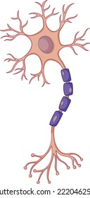 neuron and synapse. Description of the anatomy of the neuron of the brain and synapse.