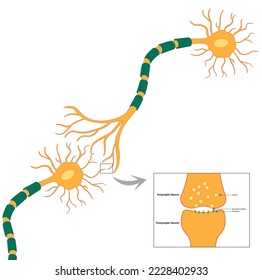 Neuron Synapse illustration. Conection between pre and pos synaptic neuron illustration svg