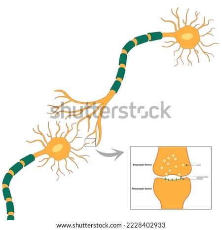 Neuron Synapse illustration. Conection between pre and pos synaptic neuron illustration