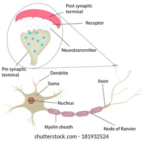 Diagrama de Neuronas y Sinapsis