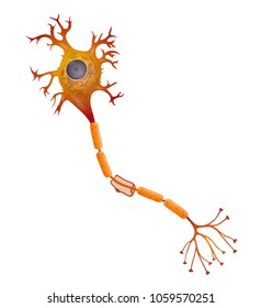 Neuron that is the main part of the nervous system