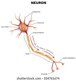 Neurona que es la parte principal del sistema nervioso con descripción