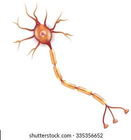 Neuron that is the main part of the nervous system. svg