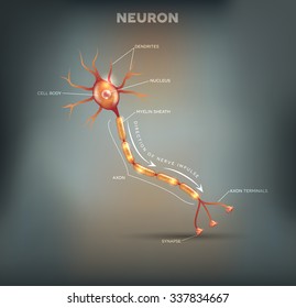 Neuron that is the main part of the nervous system on a beautiful grey mesh background