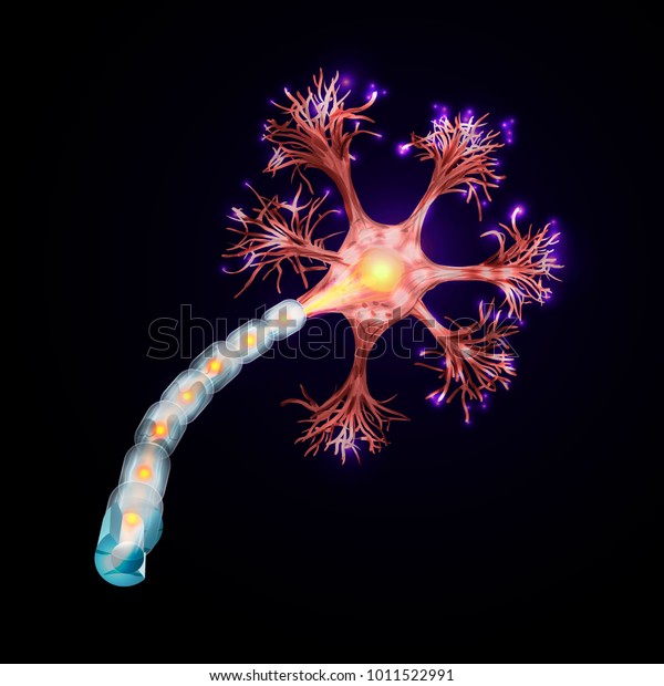 Neuron that\
is the main part of the nervous\
system.