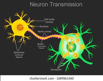 Neuron Transmission, transduction. Nerve cell sensory pathway. Neuron signal  communication, connection. Neuron parts, anatomy. Simple explanations. Dark black background. Illustration Vector