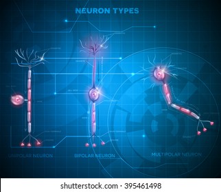 Neuron types, cells that is the main part of the nervous system. Abstract blue technology background.