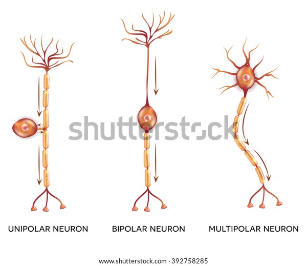 Neuron types, cells that is the main part of the nervous\
system. 