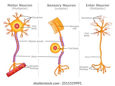 Tipos de neurônios, motores, sensoriais, inter. Células nervosas diferentes, anatomia multipolar, unipolar. Peças, axônio, corpo, dendritos se conectam, bainha de mielina. estruturas de transmissão de junção. Ilustração vetorial