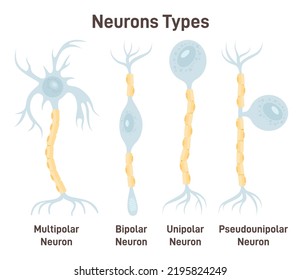 Neuron types. Unipolar, pseudo-unipolar, bipolar and multipolar neurons. Nerve cell, main part of the human nervous system. Cell body, axon and axon terminal. Flat vector illustration svg