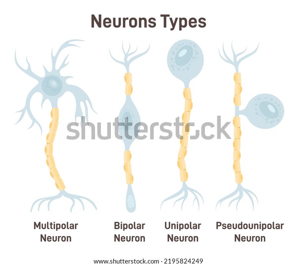 Neuron types.\
Unipolar, pseudo-unipolar, bipolar and multipolar neurons. Nerve\
cell, main part of the human nervous system. Cell body, axon and\
axon terminal. Flat vector\
illustration