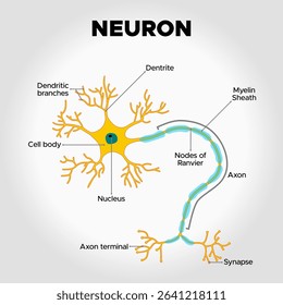 Neuron: vector illustration of neuron anatomy