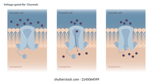 Neuronal charged membranes. Voltage-gated ion channels are closed at the resting potential and open in response to changes in membrane voltage.