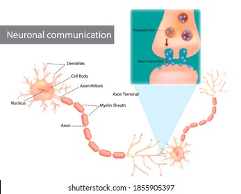 Neuronal communication. The dendrites contain receptors for neurotransmitters released by nearby neurons. Soma, dendrites, axons, terminal buttons, and synaptic vesicles. svg