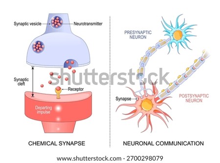 Neuronal communication. Departing neural impulse from Presynaptic Neuron to Postsynaptic nerve cell. Close-up of Synaptic Cleft and Chemical synapse. Vector illustration