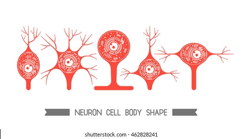 The neurons of the brain and spinal cord. Neuron cell biology. Neuron cell body shape. Neuron cell icon.