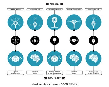 脳と脊髄のニューロン ニューロン細胞生物学 ニューロンの細胞体の形 軸索細胞構造のベクターイラスト のベクター画像素材 ロイヤリティフリー