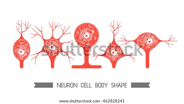 neurons that function within the brain and spinal cord are called